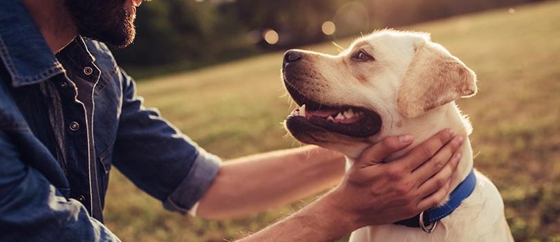 Que cubre el seguro de mascotas Cropped image of handsome young man with labrador outdoors. Man on a green grass with dog. Cynologist
