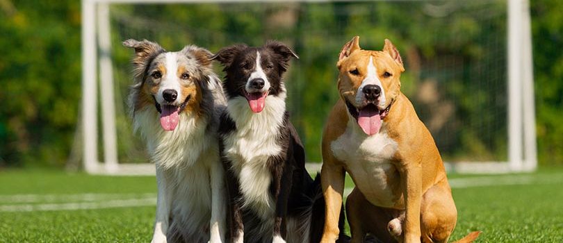 Mascotes Obligacions dels propietaris de mascotes