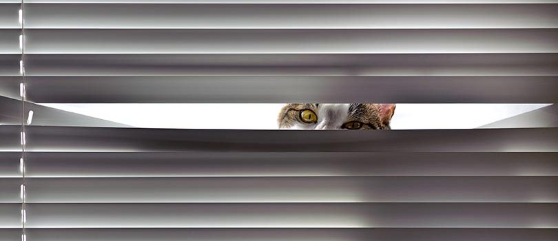 Curiositat Curiositat