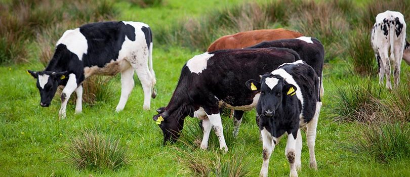 Herd of cows. Cows on a green field. Cows on the field