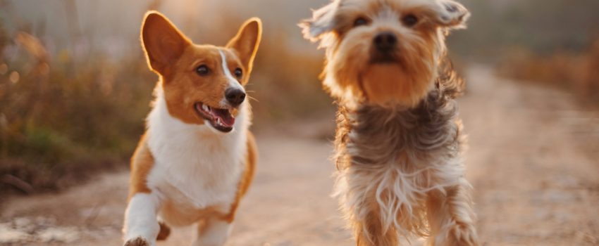 perros-alvan-nee-T-0EW-SEbsE-unsplash perros-alvan-nee-T-0EW-SEbsE-unsplash
