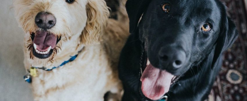 perros-jay-wennington-CdK2eYhWfQ0-unsplash perros-jay-wennington-CdK2eYhWfQ0-unsplash