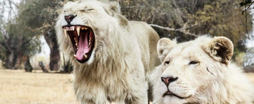 lions-hor-hush-naidoo-jade-photography-MZVWtWkiR54-unsplash lions-hor-hush-naidoo-jade-photography-MZVWtWkiR54-unsplash
